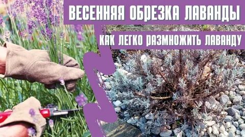 Чем подкормить лаванду весной для пышного цветения