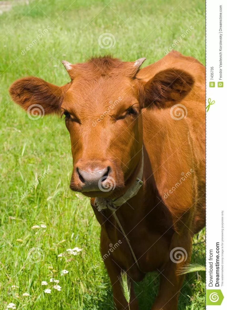 1,430 Rangeland стоковые фото - бесплатные и стоковые фото RF от Dreamstime - Ст