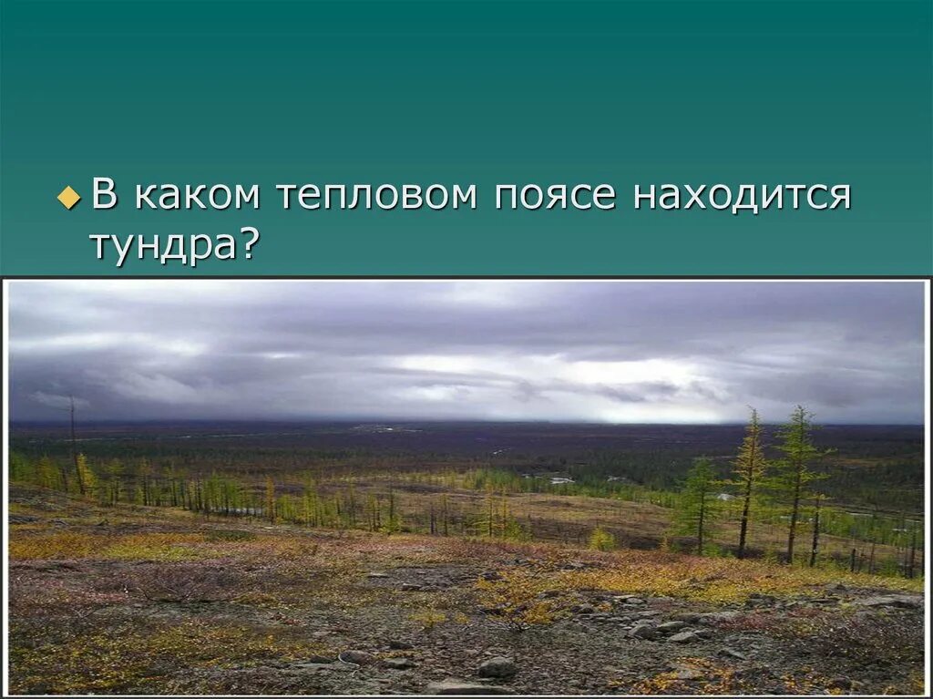 Природные условия и ресурсы тундры. Тундра пояс. Тундра климатический пояс. Тепловые пояса с тундрой. Климатический пояс тундры в России.