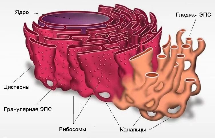 Эпс расположение в клетке
