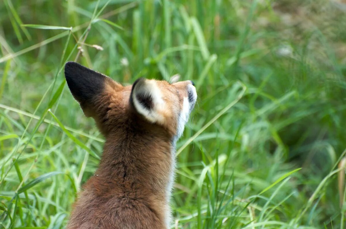 Fox ears. Лиса морда. Грациозная лиса. Лиса с зади. Лисья голова.