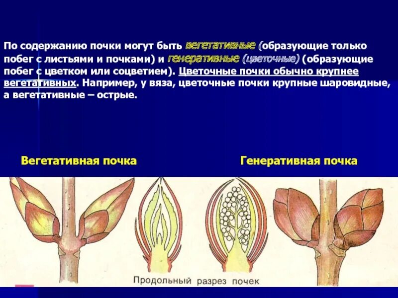 Вегетативная почка на побеге. Вегетативная и генеративная почка отличия. Строение вегетативной листовой почки. Строение вегетативной и генеративной почки. Строение генеративной почки побега.