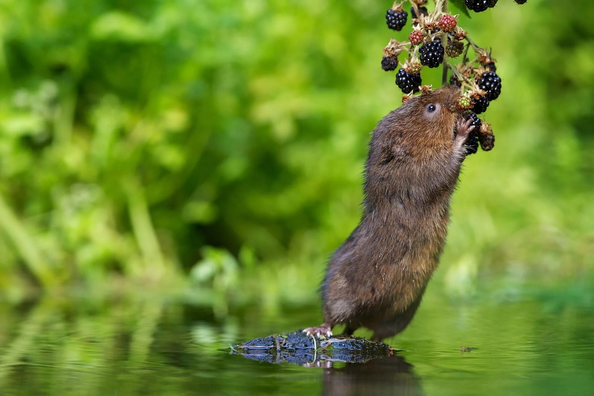 Мышь в воде. Водяная полёвка водяная крыса. Речная полевка. Мышь полевка водяная. Болотная полевка.
