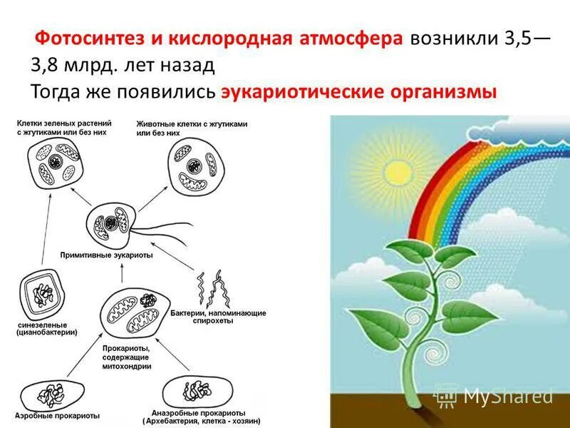 роль эукариот в эволюции биосферы. этапы формирования пробионтов. биологическая эволюция схема. роль эукариот в эволюции биосферы. эволюция биосферы схема.