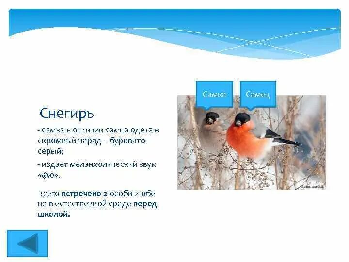 Как отличить снегирей