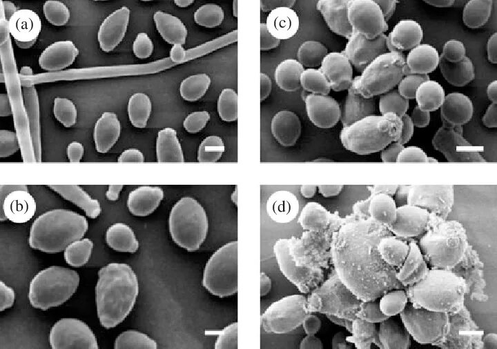 Споры candida. Кандида альбиканс микроскопия. Candida utilis под микроскопом. Кандида альбиканс на коже. Flammulina споры под микроскопом.