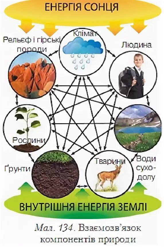 7 компонентов природы. Схема природного комплекса. Схема природного комплекса леса. Природные компоненты. Природный комплекс лес схема.