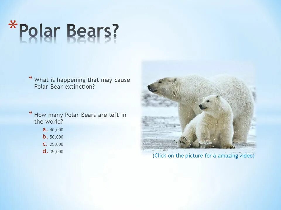 Английский язык Polar Bears. Белый медведь на английском. Polar Bears are endangered. О Полярном медведе на английском языке. Under bear перевод
