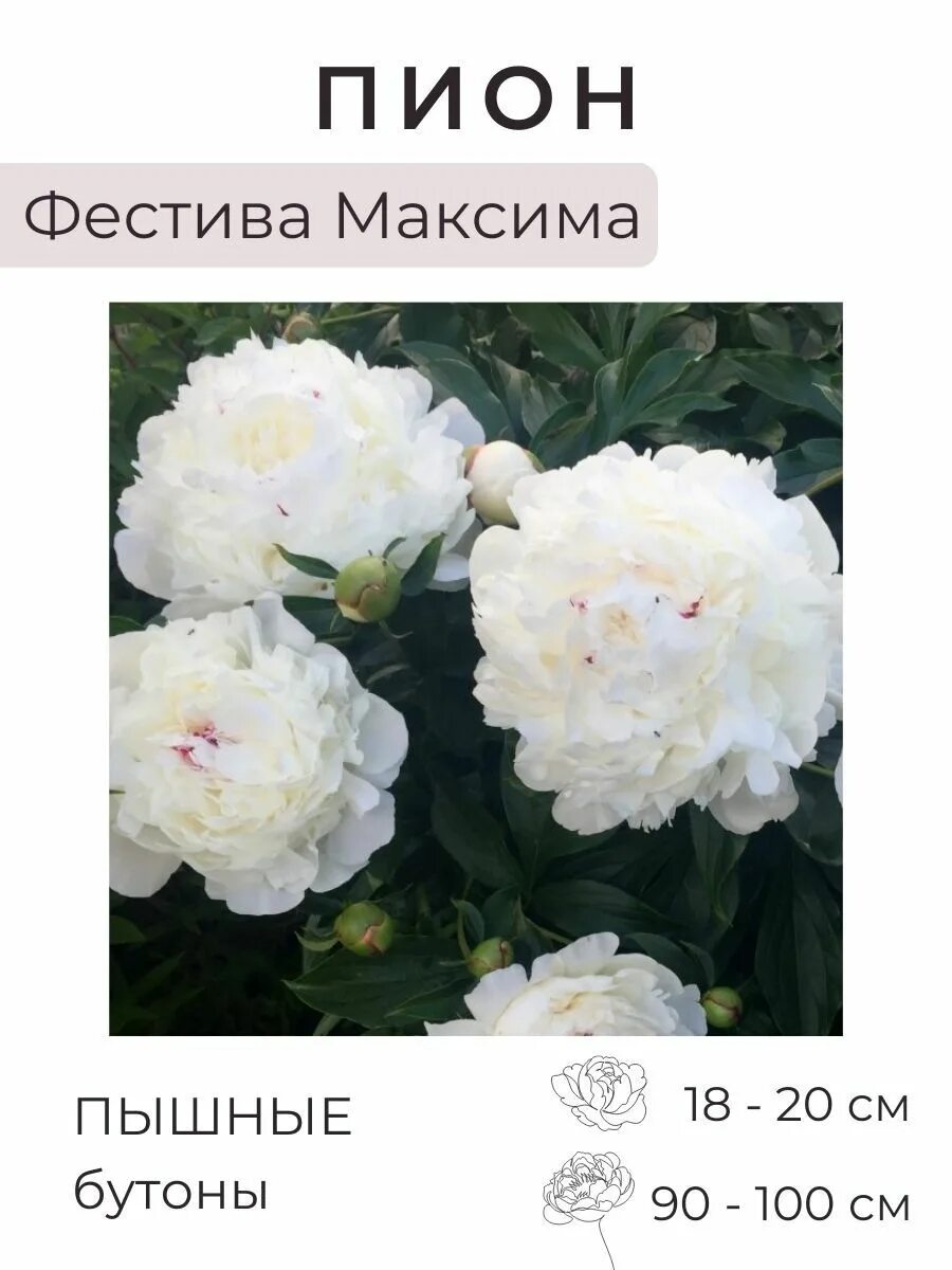 Пион максима описание и фото Пион фестива максима фото описание