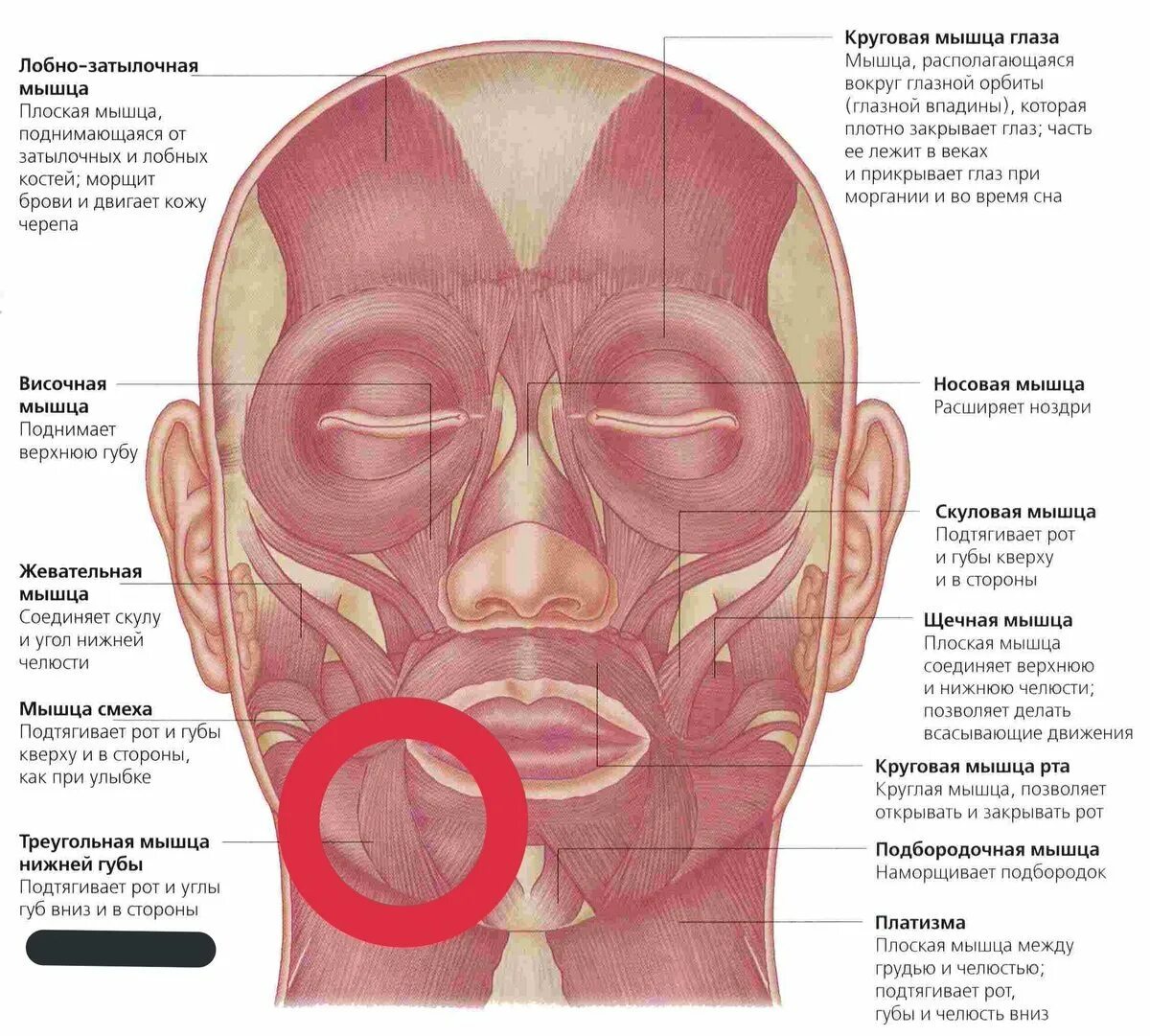 Косметология мышцы. Лицевые мышцы лица анатомия. Мышцы лица анатомия атлас. Мышцы лица и шеи анатомия для косметологов. Анатомия атлас Синельникова лицо мышцы.