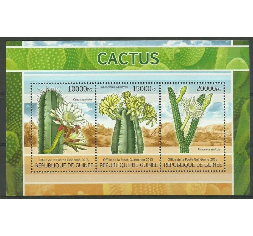Cacti бренд. Почтовые марки с кактусами. Кактусы марки почтовые красивые. Марки красивые с кактусами. Бренд Кактус.