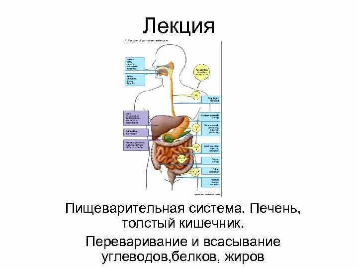 Печень расщепляет белки. Пищеварительная система схема ЕГЭ. Пищеварение в желудке и кишечнике схема. Пищеварение в желудке и кишечнике 8 класс таблица. Переваривание пищи в кишечнике.