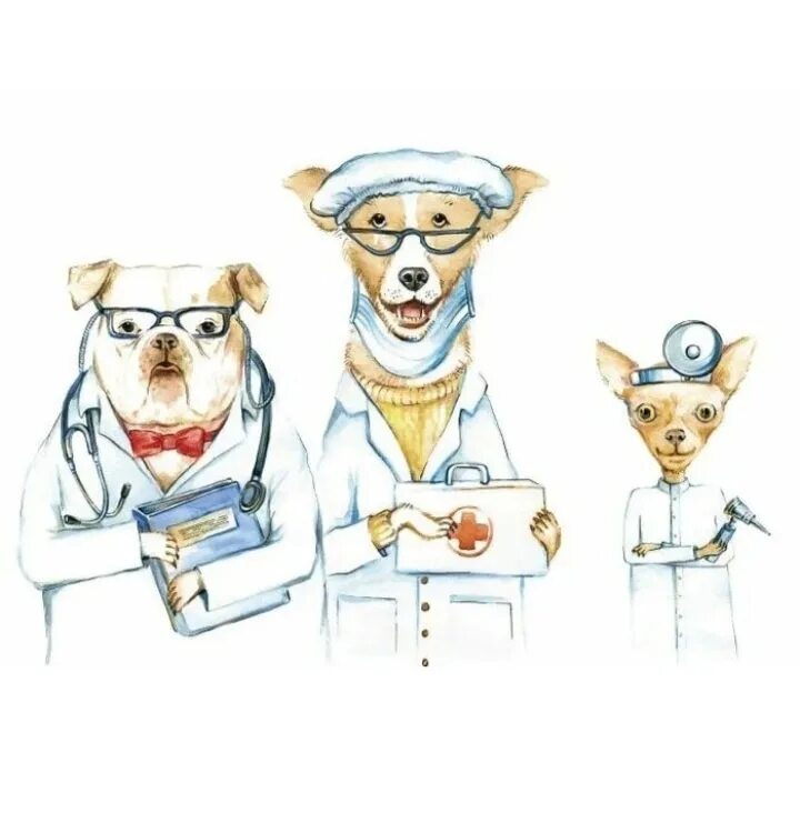Животные врачи. Собака медик. Собака доктор. Ветеринария иллюстрации. Ветеринар экзамены