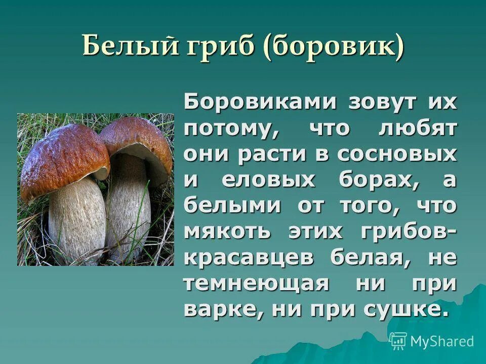 Рассказать про белый гриб. Белый гриб доклад 5 класс биология. Грибы рассказ для детей. Белый гриб описание 5 класс. Белый гриб интересные факты.