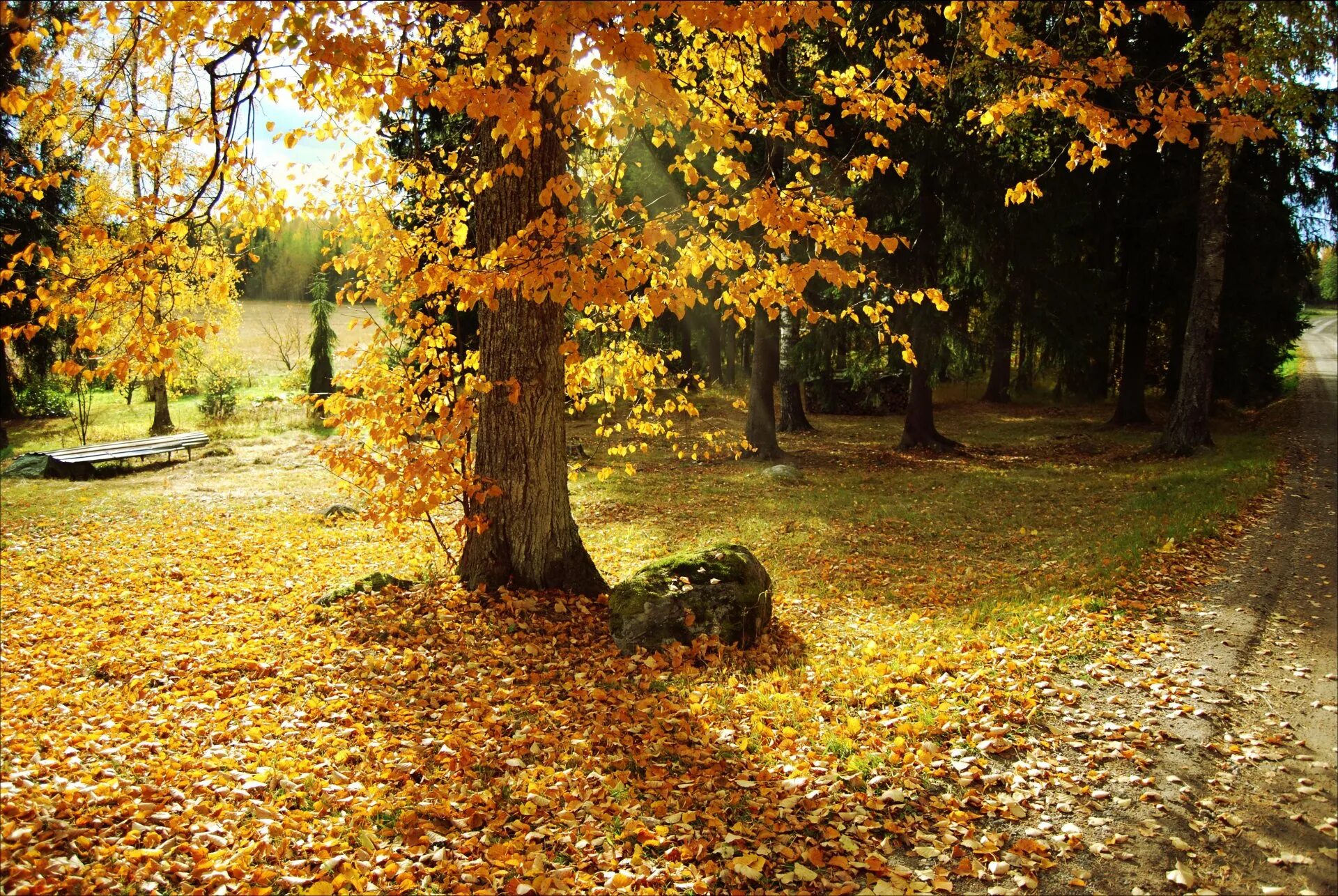 Осенний листопад. Осень листопад. Листопад в лесу. Листопад пейзаж. Пришла осенним листопадом