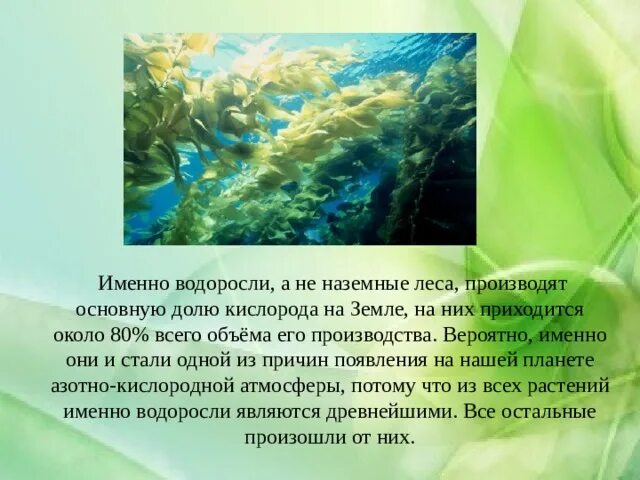 Защита водорослей. Охрана водорослей. Водоросли и их роль в жизни человека. Роль водорослей в жизни человека. Функции водорослей на земле.