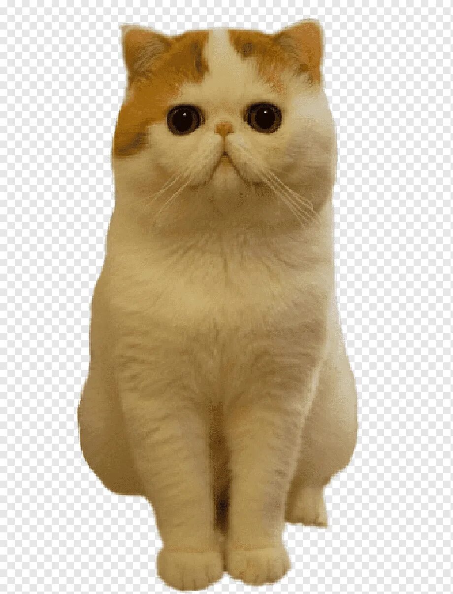 Кот квадратный какая. Коты экзоты. Кошки породы Снупи. Экзотическая короткошерстная кошка. Экзот на белом фоне.