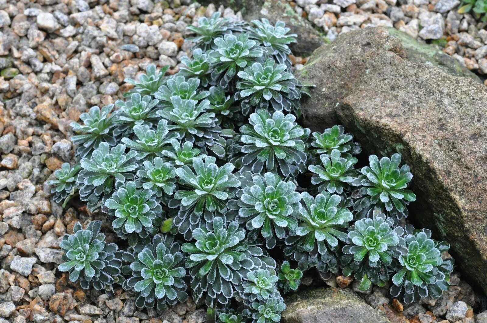 Камнеломка цветок садовый описание. Камнеломка саксифрага. Камнеломка (Saxifraga). Камнеломка Хоста. Камнеломка Порфирион.