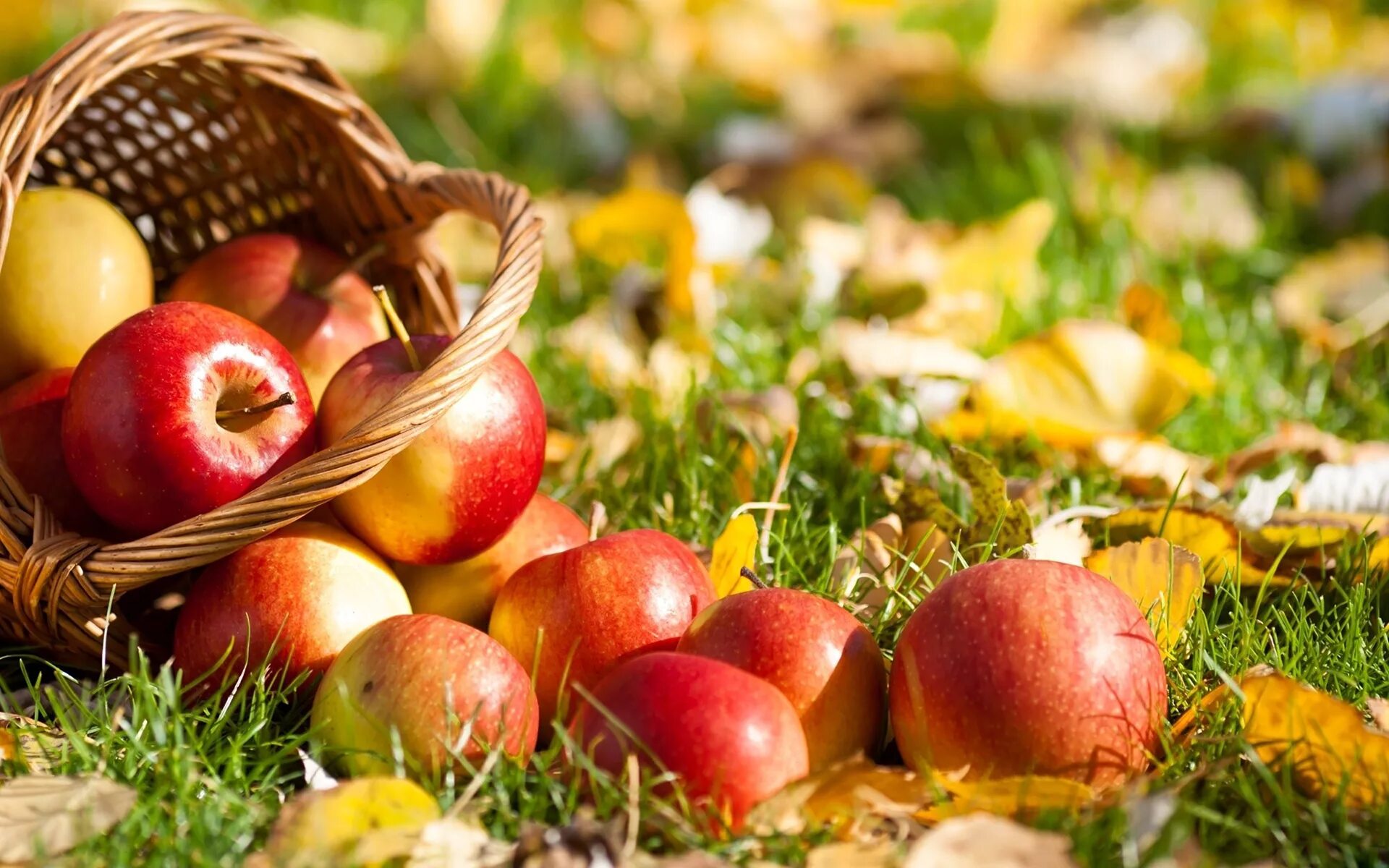 Лето время фруктов. Осень яблоки. Осень урожай. Урожай яблок. Осенние дары природы.