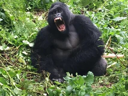 Gorilla berry blast