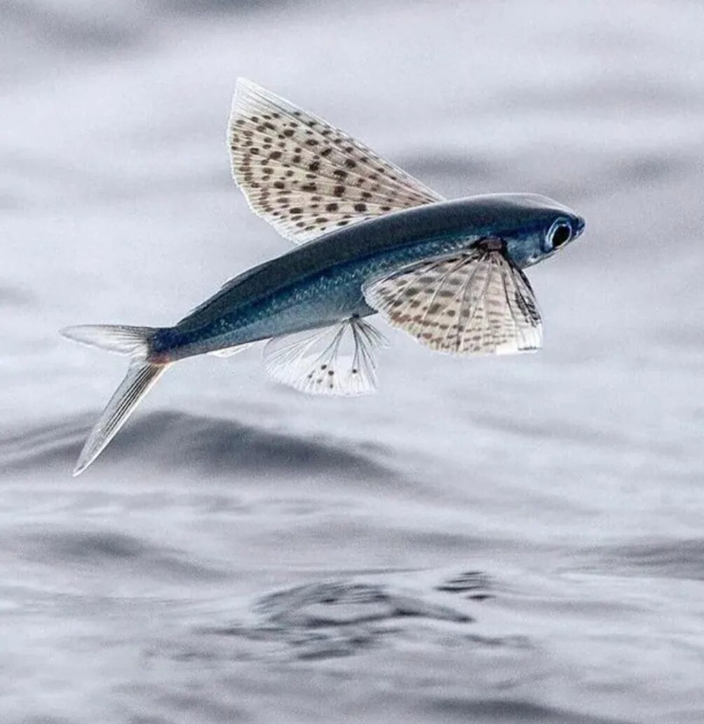 Летучая рыба цена. Четырехкрылая летучая рыба. Летучая рыба тобико. Летучая рыба синяя. Летучая рыба фото.