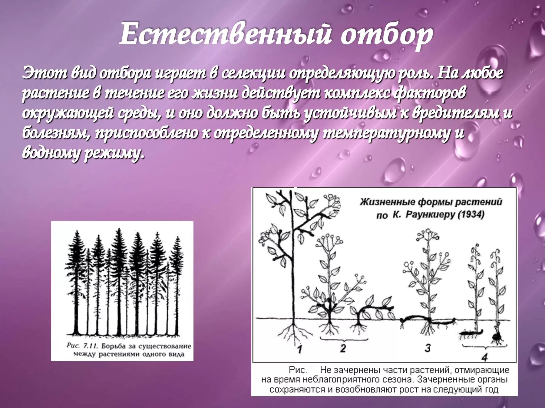 Методы селекции естественный отбор. Формы отбора в селекции. Отбор в селекции растений. Естественный отбор в селекции растений.