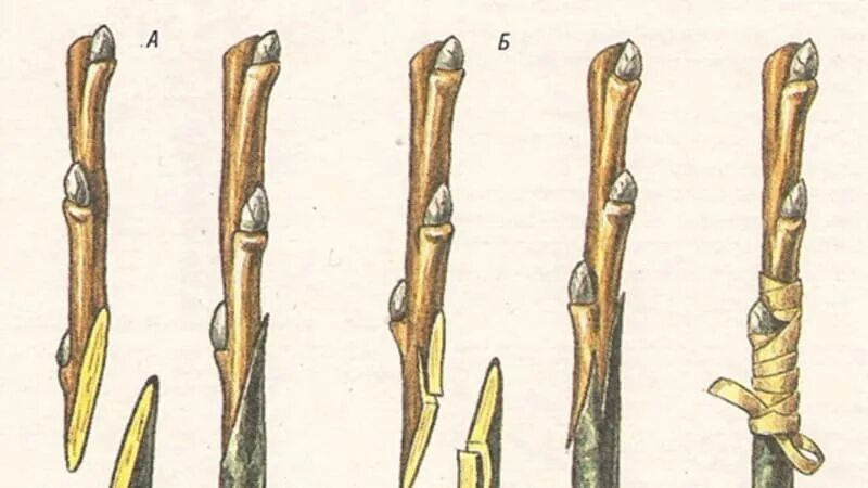 Копулировка и окулировка. Прививка улучшенной копулировкой. Улучшенная копулировка плодовых деревьев. Прививка сирени