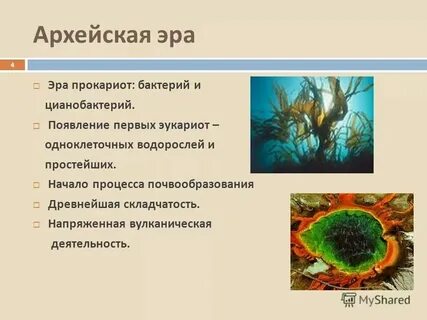 Первые эукариоты появились в эру