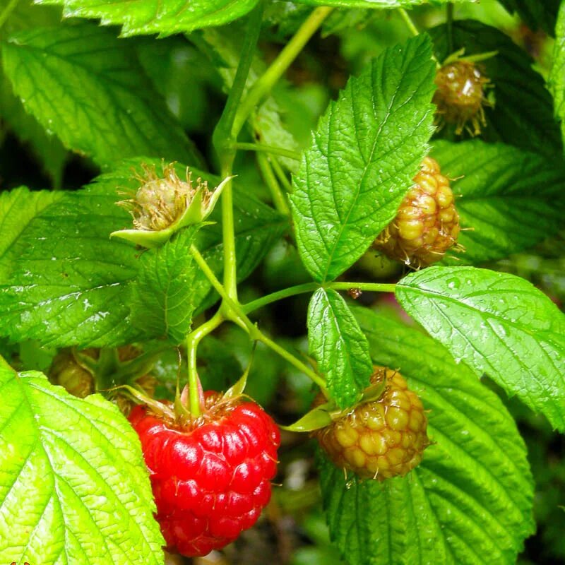 Обрезать ремонтантную малину. Ремонтантная малина побеги. Как правильно обрезать малину фото. Обрезать малину осенью ремонтантную. Малина ремонтантная пересвет.