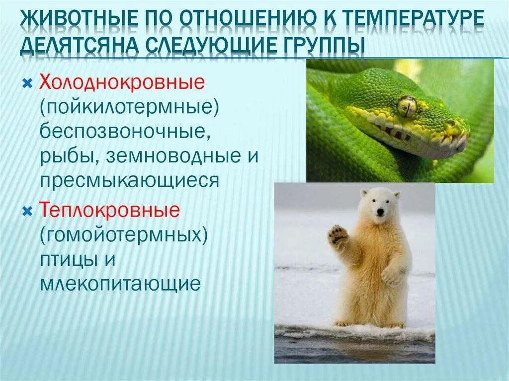 Теплокровными животными называются