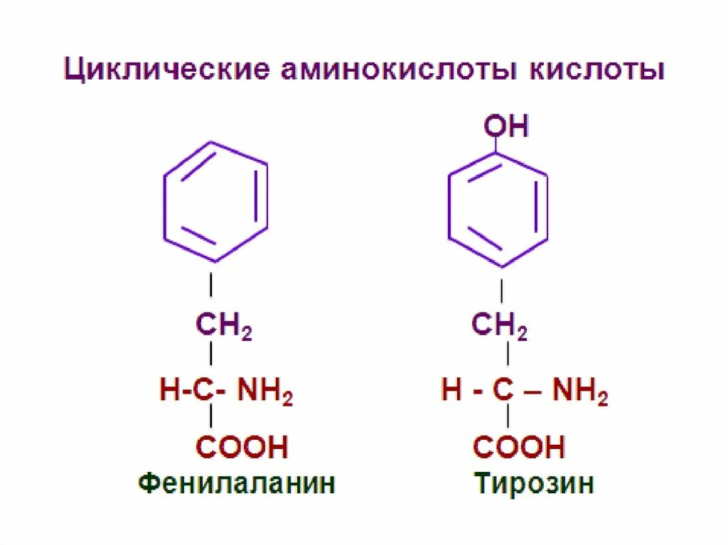 Циклические аминокислоты