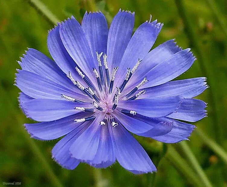 Цикорий группа растений. Дикий цикорий (Cichorium. Цикорий (Cichorium intybus). Дикий цикорий обыкновенный Cichorium intybus. Цикорий соцветие.