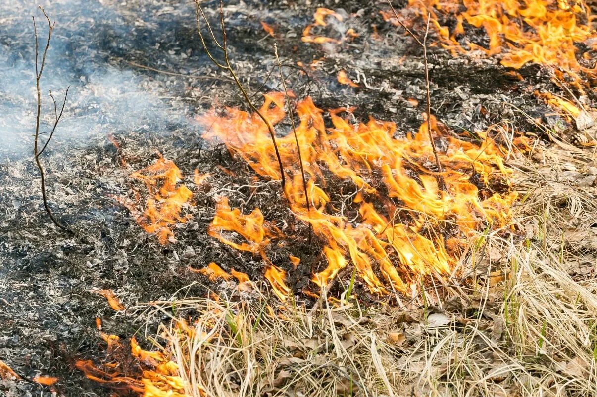 Горит трава. Огонь трава. Лесной пожар фото. Пожар в лесу трава. Горения растение
