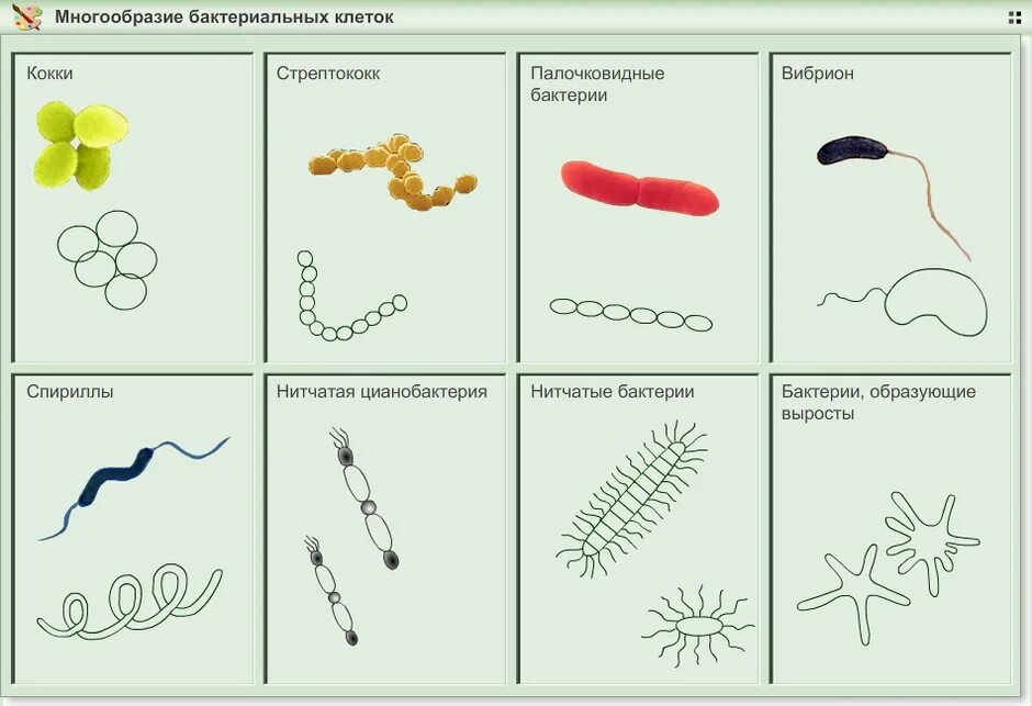 Рисунок формы бактерий с названиями. Строение и многообразие бактерий. Строение бактерий форма бактерий. Формы бактерий 7 класс.