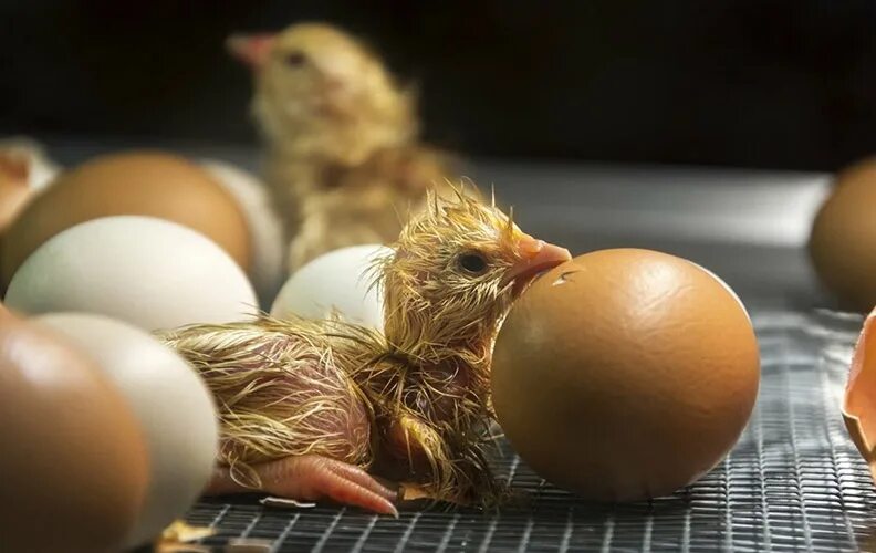Выключать ли свет цыплятам на ночь. Яйцо цыпленок. Цыплята в инкубаторе. Инкубационное яйцо цыплята. Вылупление цыплят.