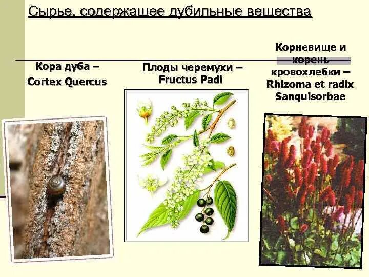 Дубильные растения. Дубильные растения дикорастущие растения. Дубильные вещества в растениях. ЛРС содержащие дубильные вещества. Дубильные растения примеры