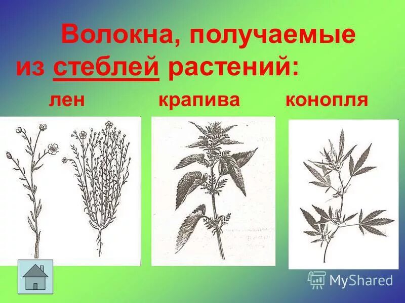 Лубяные волокна стебля льна долгунца продольный. Кенаф лён. Растение из стебля которого получают волокно. Из чего получают волокна льна. Стебель льна долгунца.