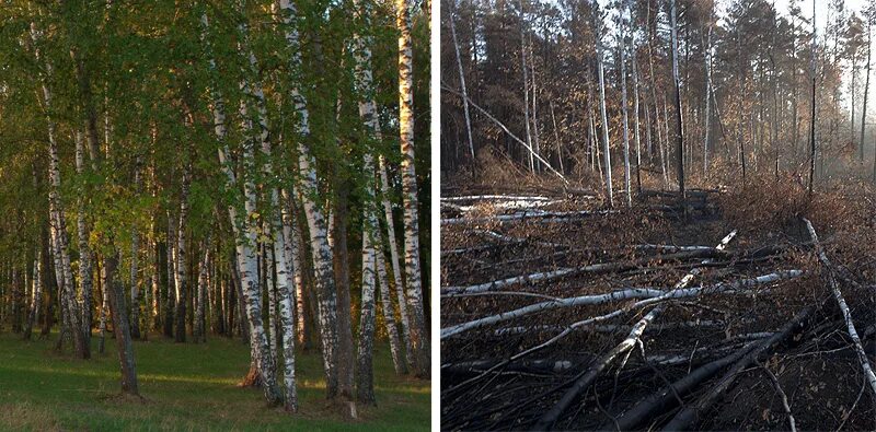 Восстановление елового леса после пожара. Загрязнение леса до и после. Лес до и после. Природа до и после. Природа до и после загрязнения.