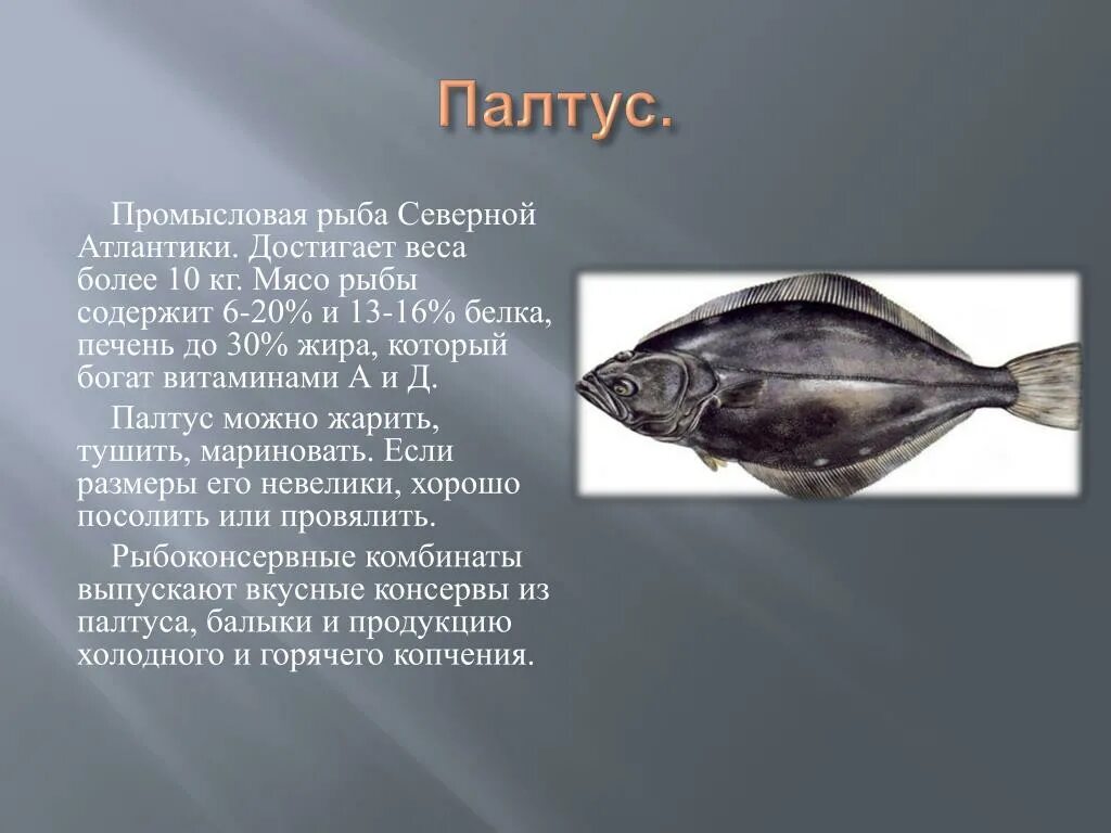Промысловые группы рыб. Промысловые рыбы. Палтус. Палтус рыба. Палтусы Промысловая рыба.