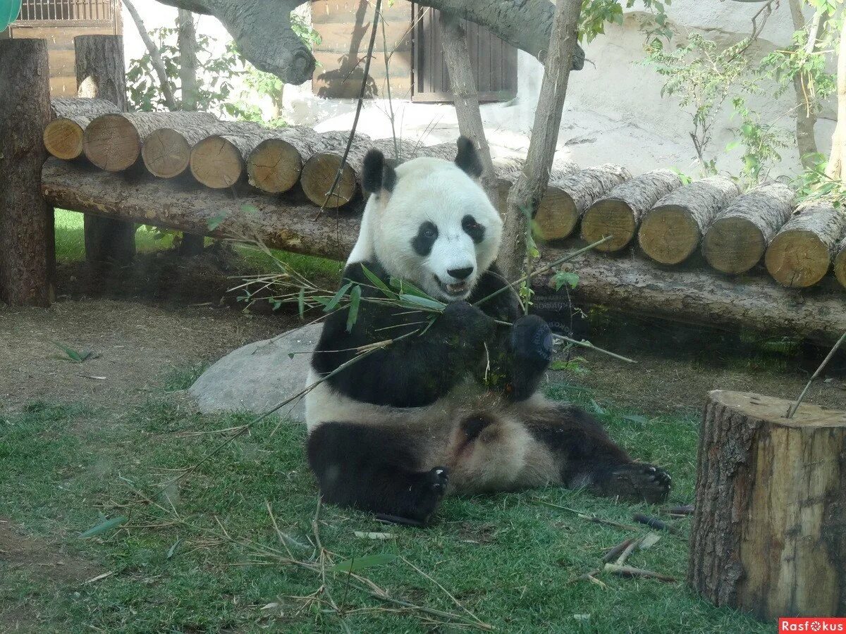 Сколько панд в московском зоопарке. Панда в Московском зоопарке. Панда в зоопарке Москвы. Панда в Московском зоопарке 2022. Панда в Московском зоопарке 2021.