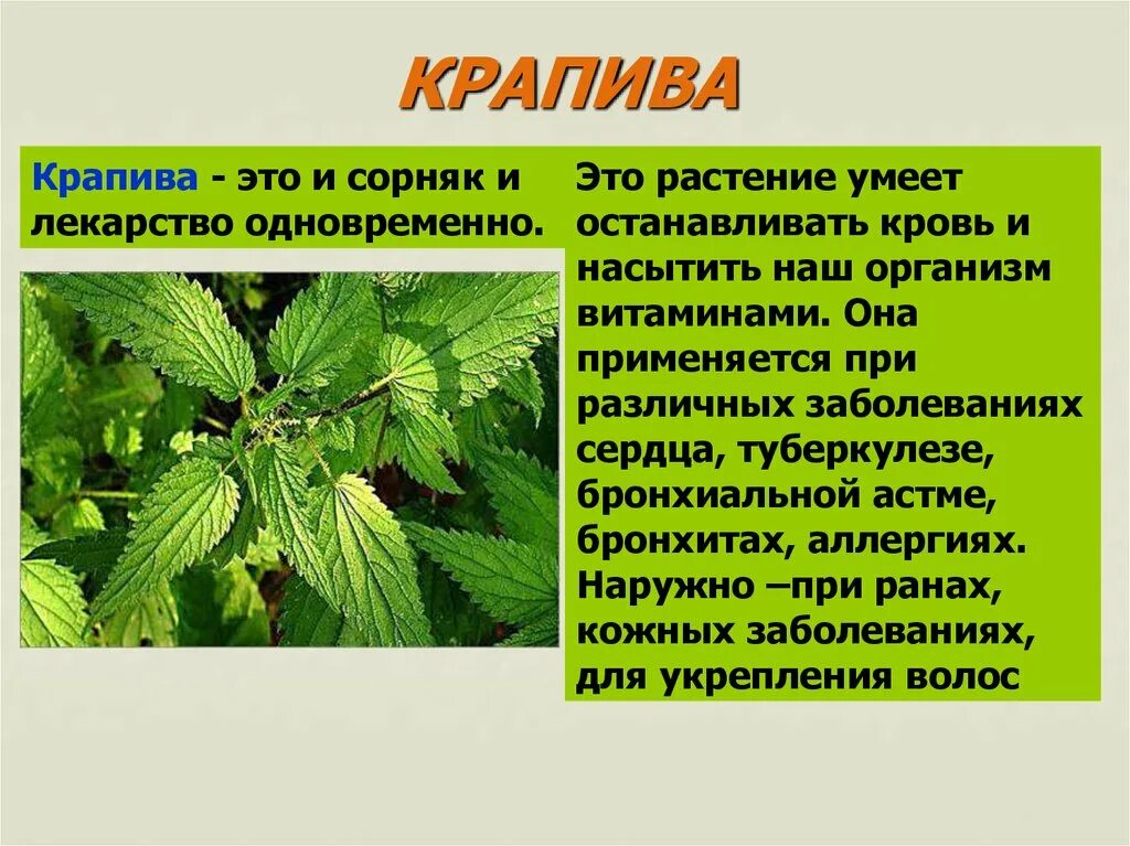 Рассказ о растении. Лекарственные растения доклад. Сообщение о лекарственном растении. Сообщение на тему лекарственные растения.