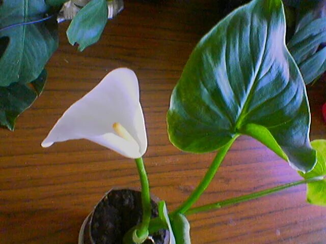 Arum d'Ethiopie, Arum blanc, Zantedeschia aethiopica Arum blanc, Deco plantes, P