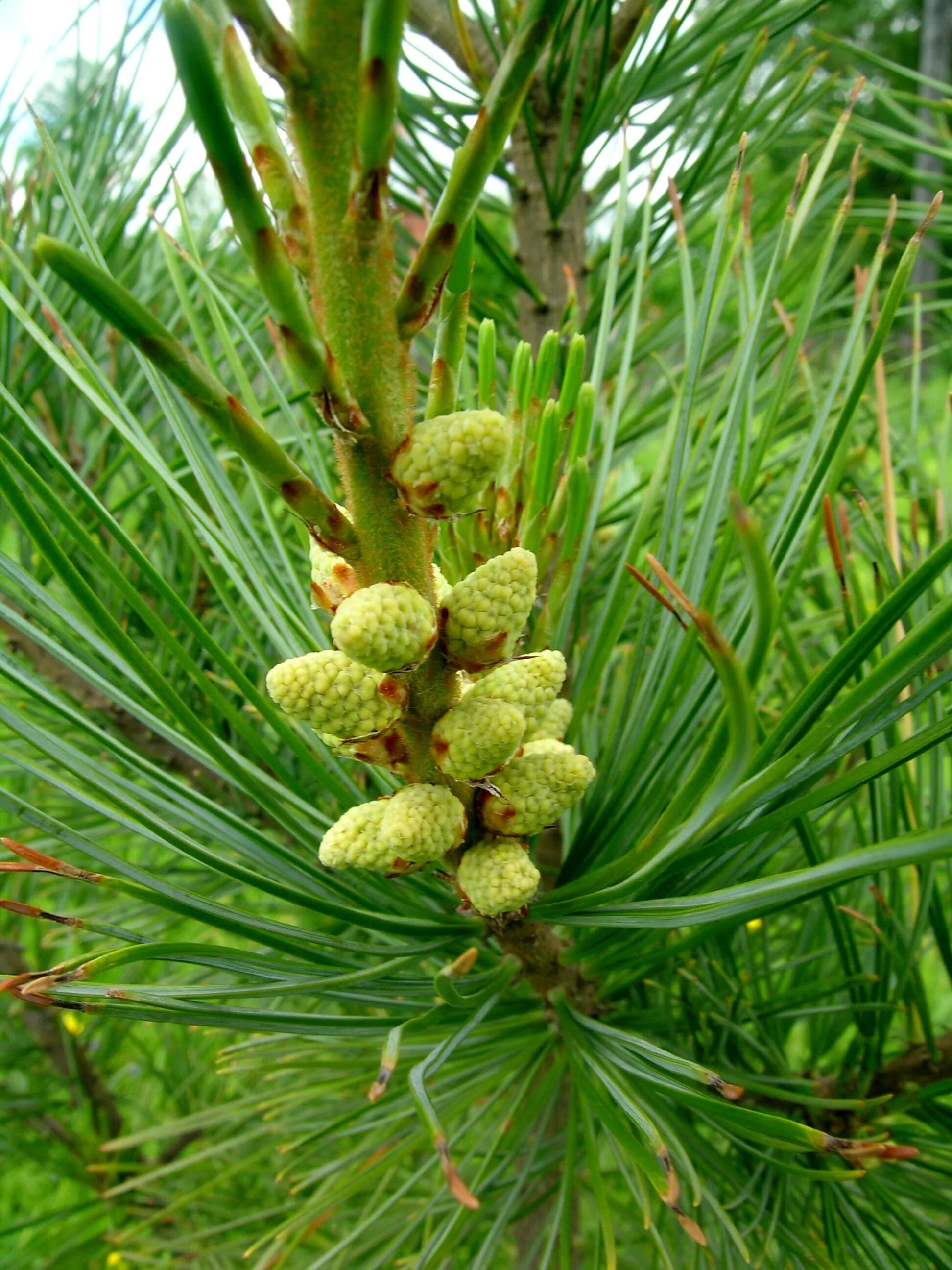 Хвойные орехи. Pinus koraiensis сосна корейская. Сосна Кедровая Сибирская стробилы. Кедр маньчжурский. Кедр корейский (сосна Кедровая корейская).