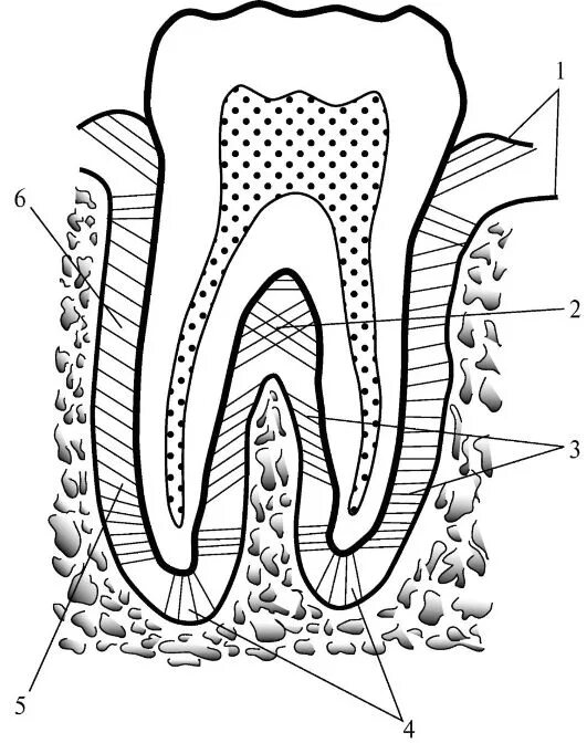 Строение периодонта зуба волокна. Анатомия строение зуба периодонт. Ткани зуба периодонт строение. Строение периодонта гистология.