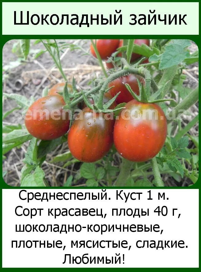 Томат шоколадный заяц 20шт аэлита. Сорт томатов шоколадный заяц. Сорт томатов де барао черный. Томат черный шоколад f1. Сорт томата шоколадный заяц.