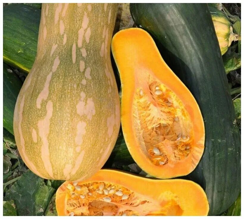 MPB4 Squash Seeds Honeynut Squash Honey Nut 15 Thru 250 Seeds Winter Squash - Et