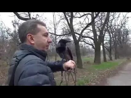 Гуляет черный ворон