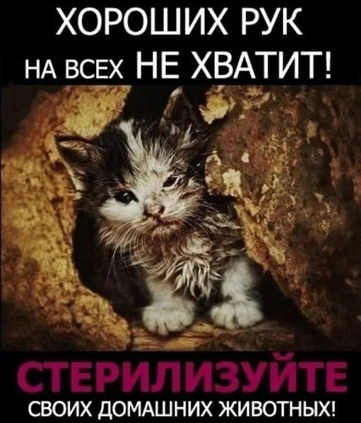 Хочу стерилизовать. Хочу стерилизовать. Стерилизация бездомных животных. Хочу стерилизовать. Хочу стерилизовать.