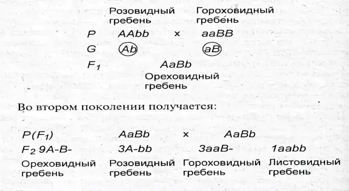 Полимерное взаимодействие генов. Эпистатическое взаимодействие неаллельных генов. Эпистаз доминантный и рецессивный. Розовидный гребень доминантный признак у кур простой.