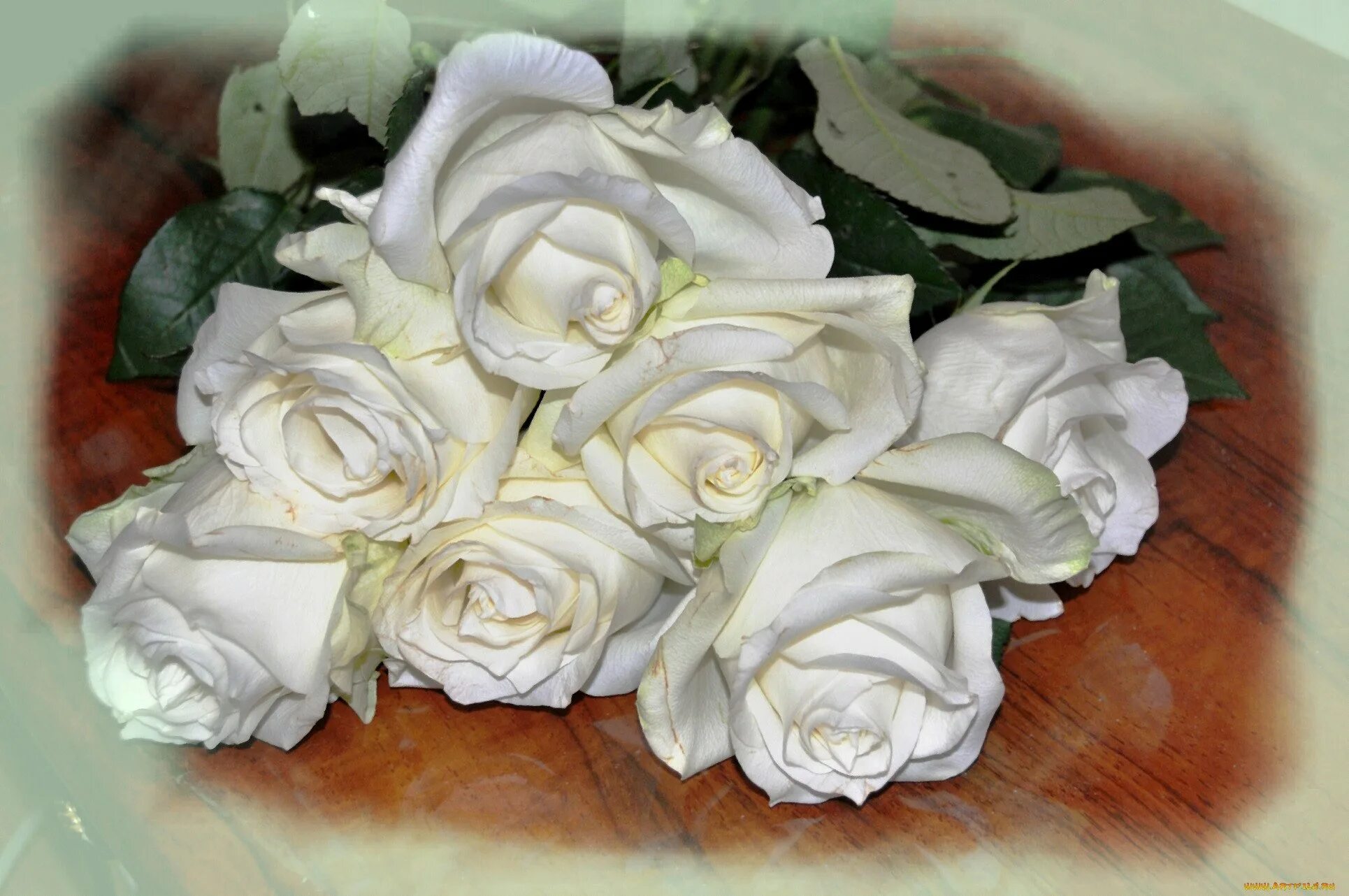 Белые розы. Красивые белые розы. Букет белых роз. Белые розы фото.
